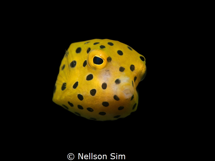 Hello from the yellow polka dots from Tioman island, Mala... by Nellson Sim 