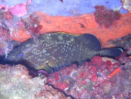Cernia (Epinephelus guaza) by Emanuele Mazzucchelli 