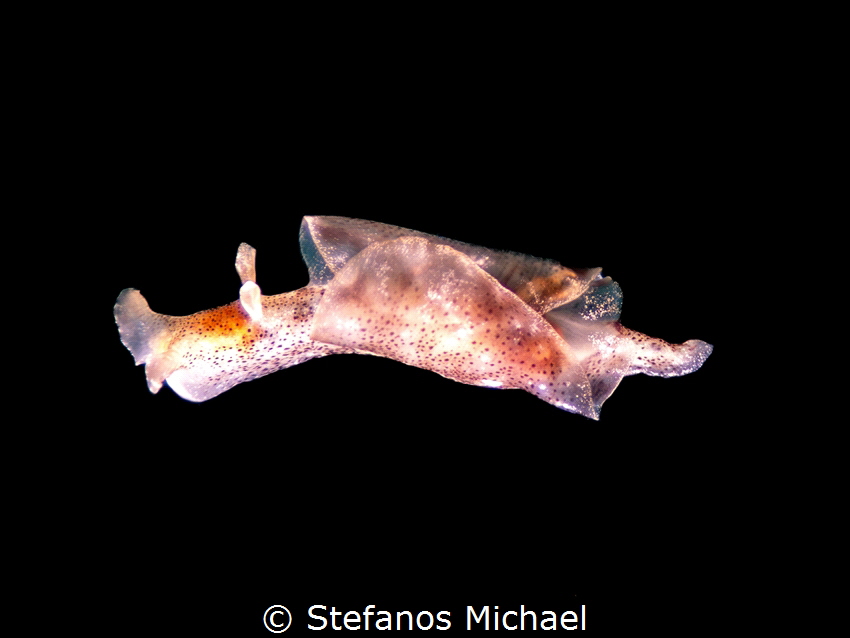 Dwarf Sea Hare - Aplysia parvula by Stefanos Michael 