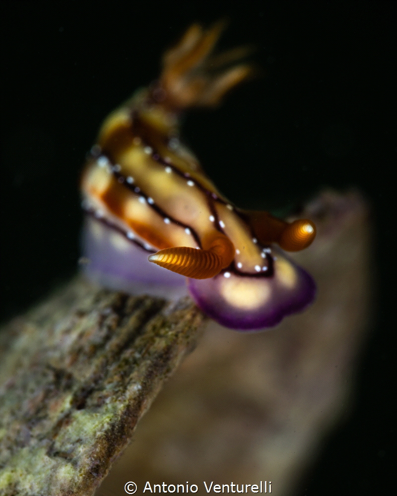 Hypselodoris krakatoa nudibranch_March 2025
(CanonRF100,... by Antonio Venturelli 