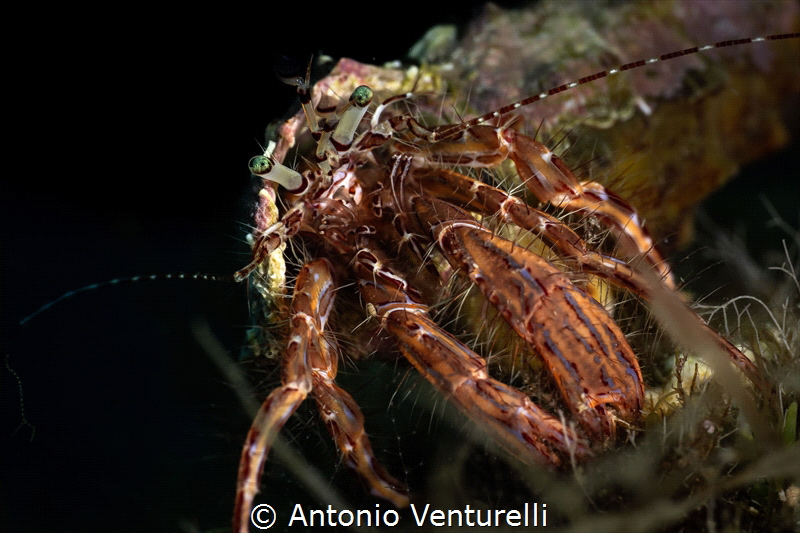 Mediterranean hermit crab_May 2025
(CanonRF100,1/200,f20... by Antonio Venturelli 