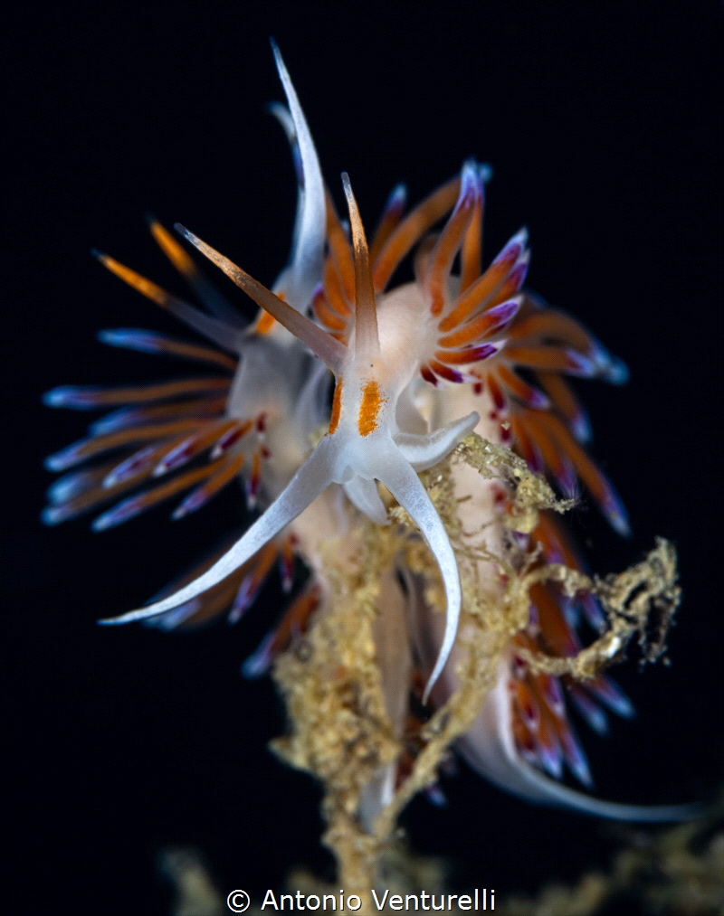 couple of Cratena nudibranchs-July 2025
(CanonRF100,1/20... by Antonio Venturelli 