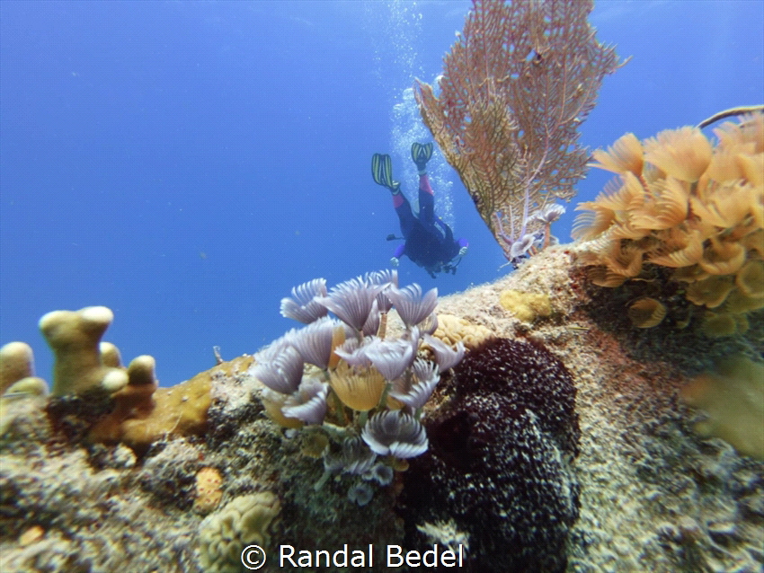 This shot was taken with a Seslife micro 3.0 at 15ft off ... by Randal Bedel 