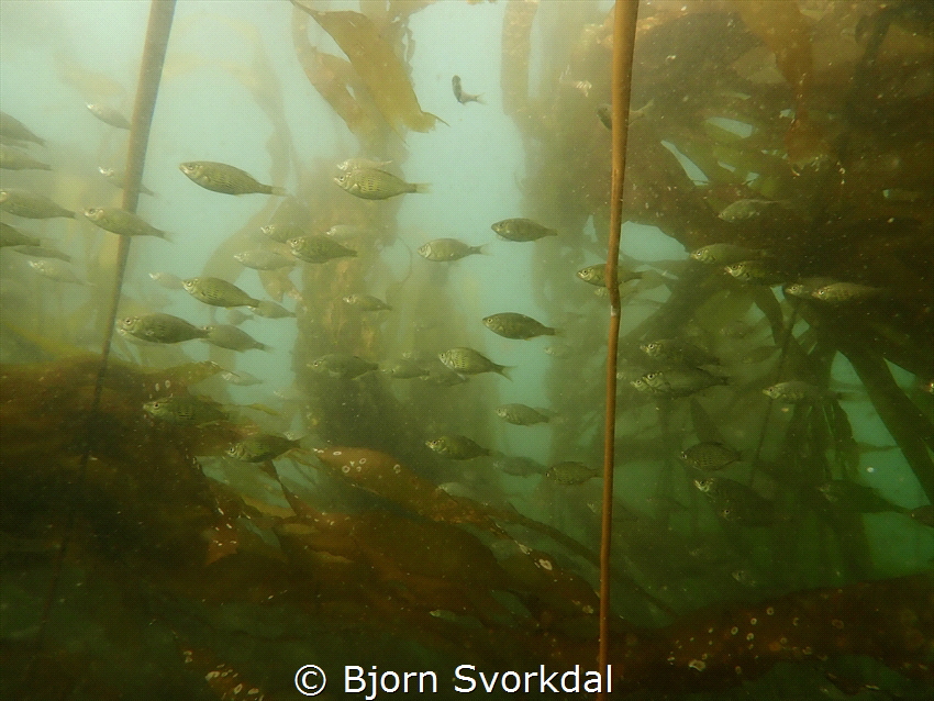 Schools of fish in the Pacific Northwest kelp forests of BC by Bjorn Svorkdal 