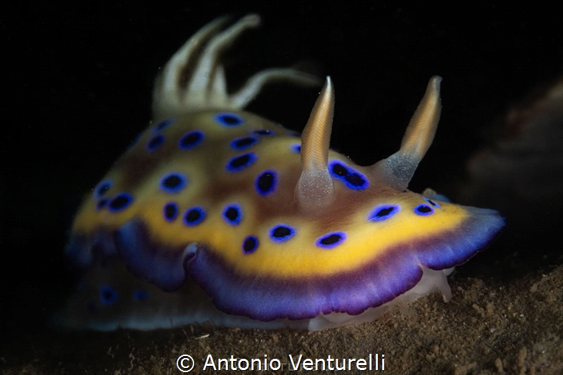 Goniobranchus kuniei_January 2025
(CanonEF100,1/200,f14,... by Antonio Venturelli 