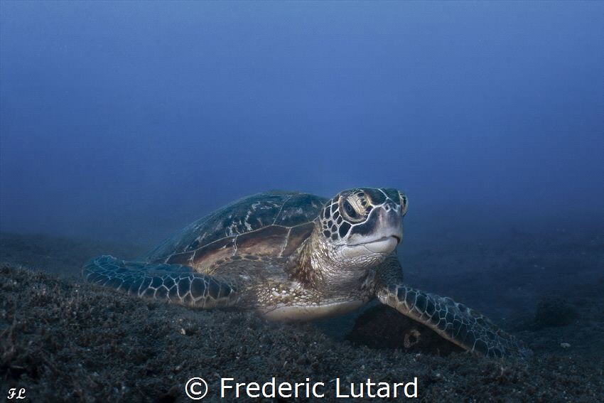 Gree turtle from La reunion Island with its black volcani... by Frederic Lutard 