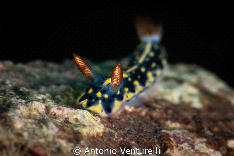 Hypselodoris infucata_March 2025
(CanonRF100,1/200,f16,i... by Antonio Venturelli 