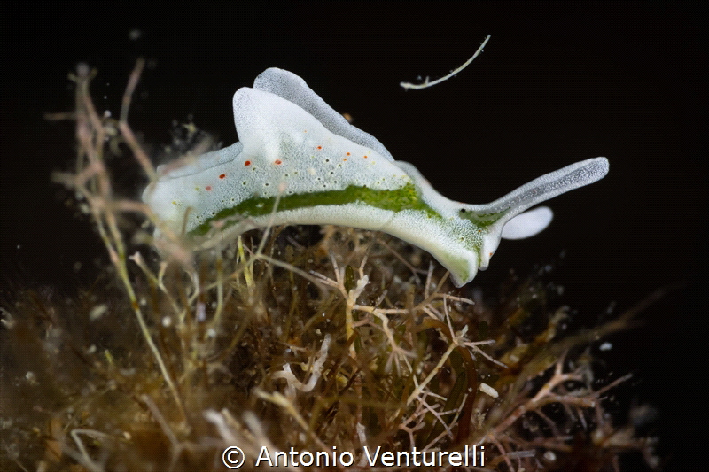 Elysia timida nudibranch_July 2025
(CanonRF100,1/200,f16... by Antonio Venturelli 