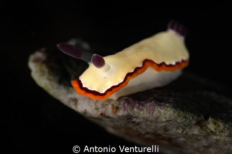 Goniobranchus rubrocornutus_March 2025
(CanonRF100,1/200... by Antonio Venturelli 