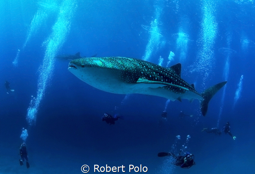 Whale shark surrounded by divers. by Robert Polo 