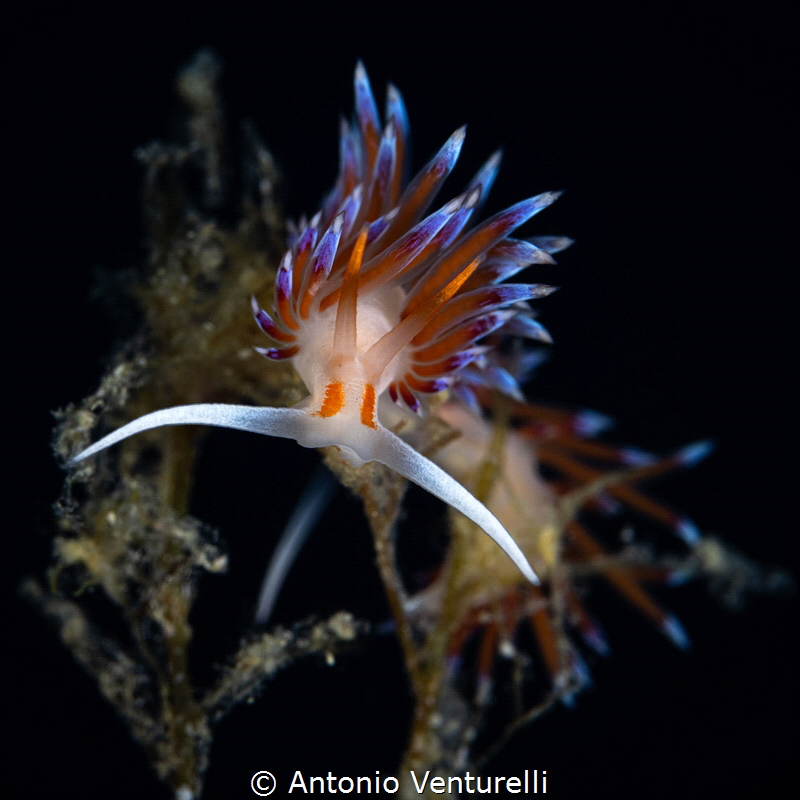 Couple of Cratena nudibranch_July 2025
(CanonRF100,1/200... by Antonio Venturelli 