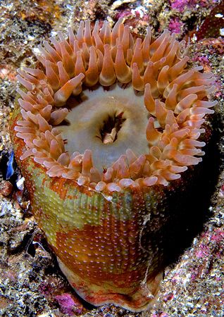 Anemone.
Isle of Lewis,Hebrides.
D200, 60mm by Mark Thomas 