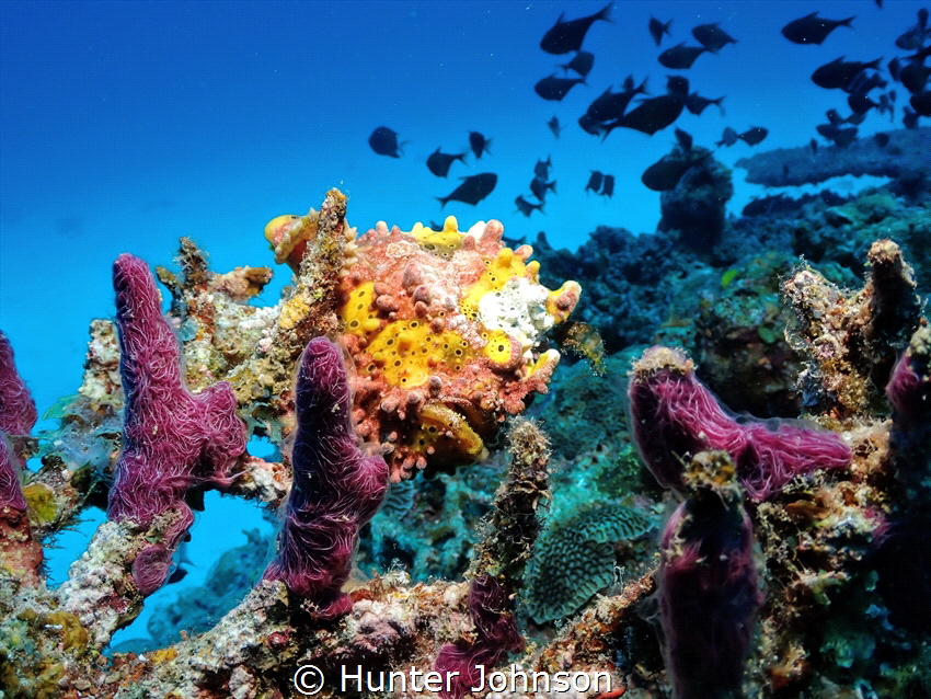 Not as camouflaged as I would like to be. by Hunter Johnson 