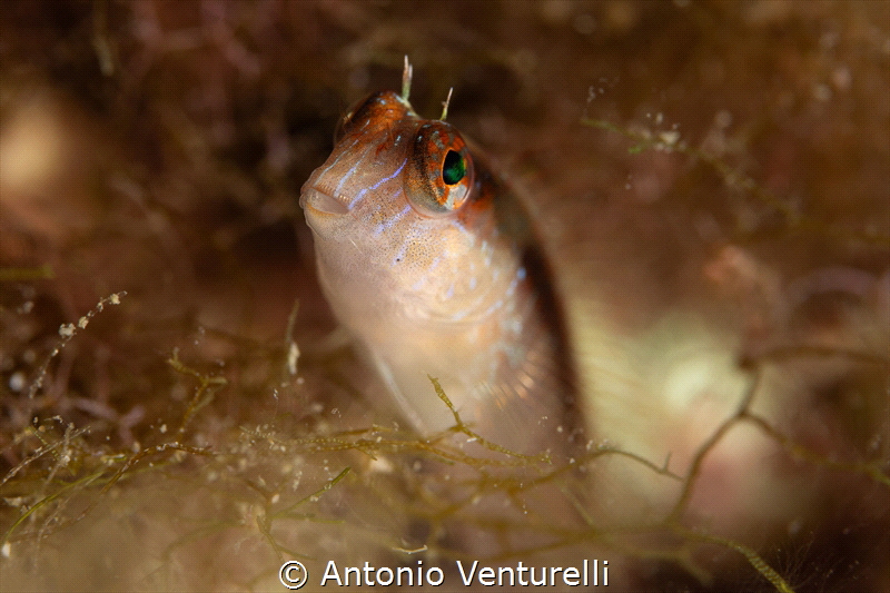 Parablennius rouxi_August 2025
(CanonRF100,1/200,f9,iso100) by Antonio Venturelli 