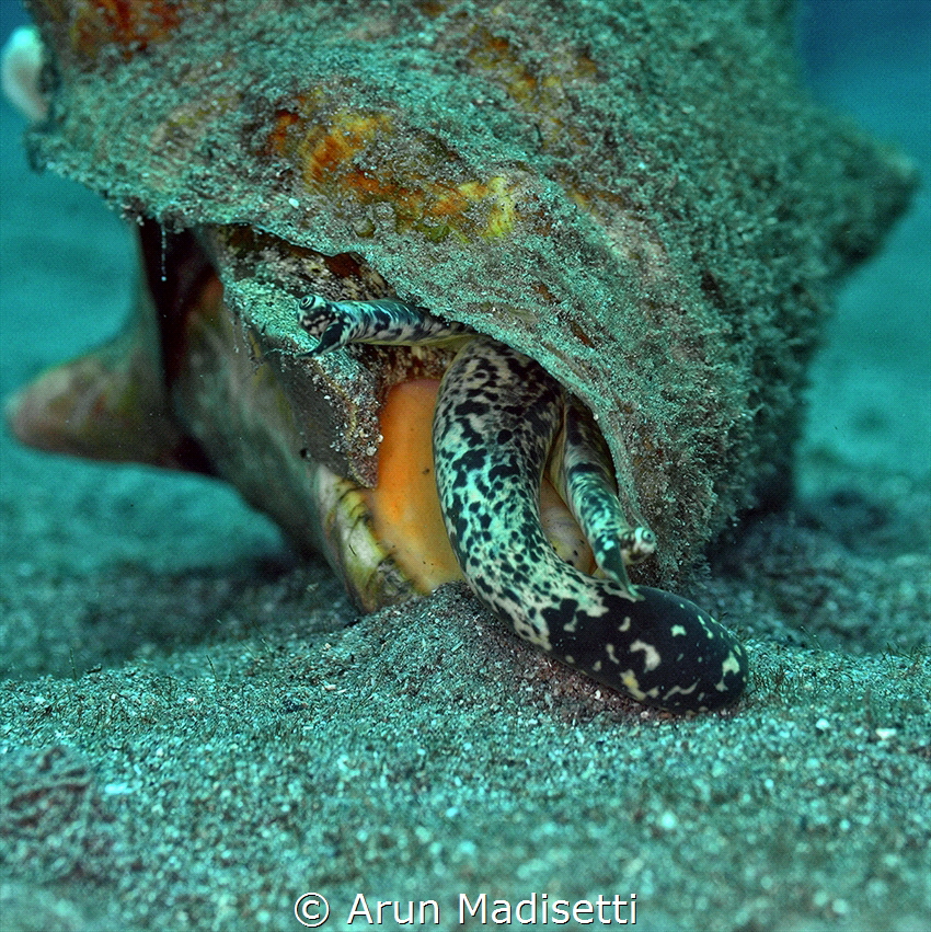 A conch just exploring the substrate by Arun Madisetti 