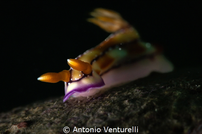 Hypselodoris krakatoa nudibranch_March 2025
(CanonRF100,... by Antonio Venturelli 