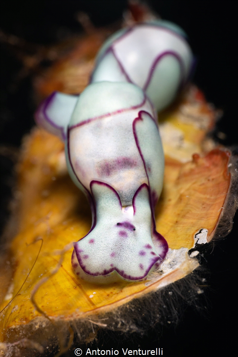 lamprohaminoea ovalis_August 2025
(CanonRF100, 1/200,f16... by Antonio Venturelli 