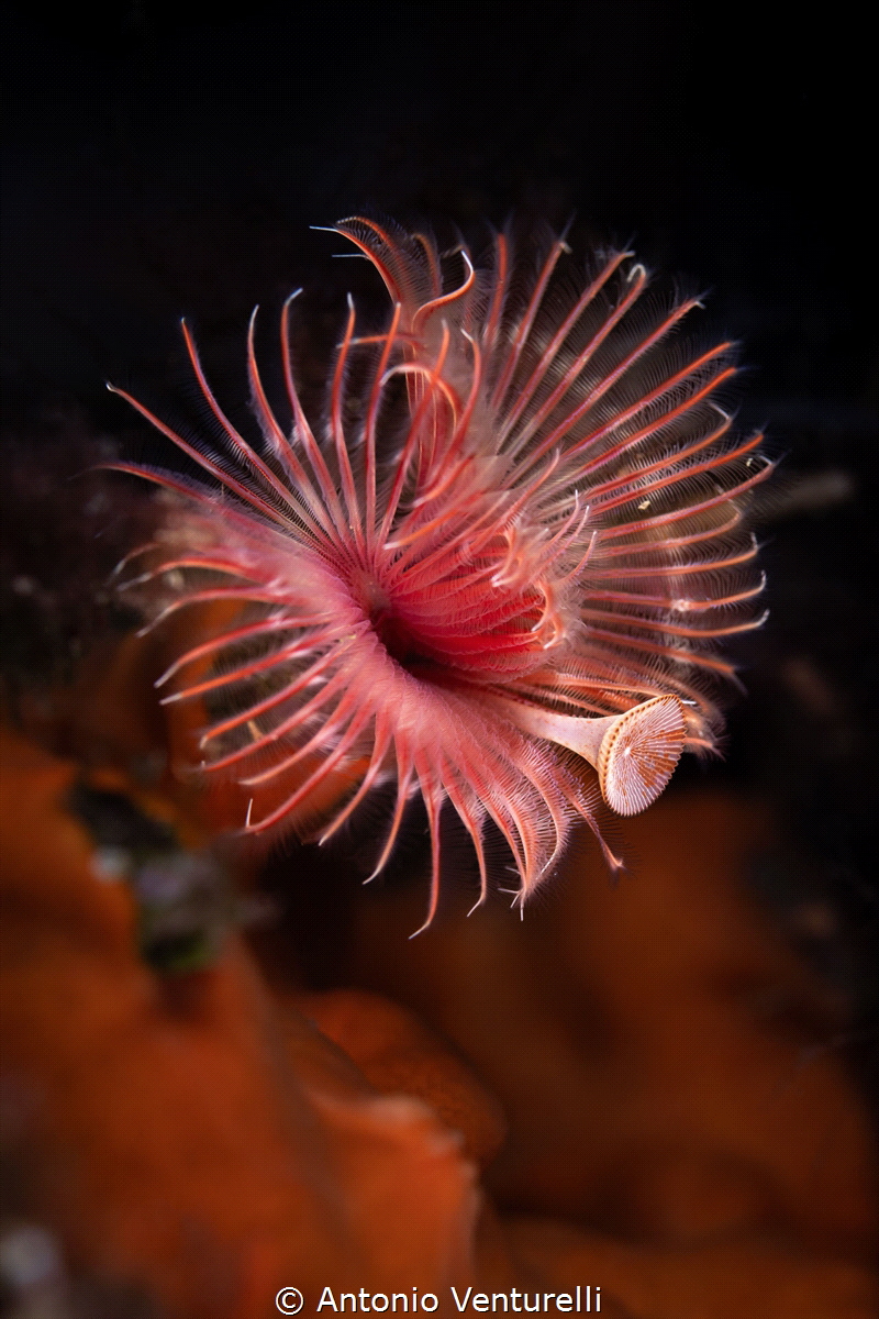 Serpula vermicularis_August 2025
(Canon RF100,1/200,f8,i... by Antonio Venturelli 
