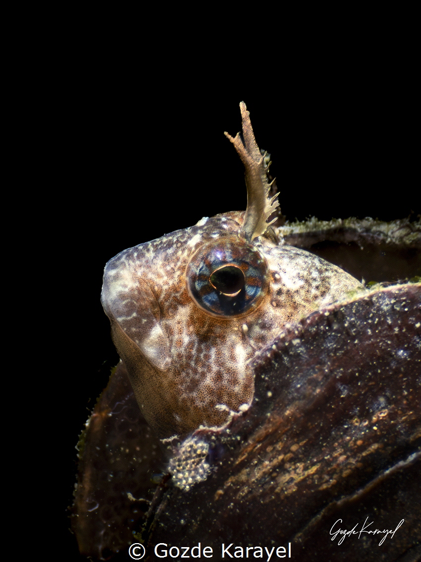 Eyes of the Ocean, Seeds of Life - A blenny resting in a ... by Gozde Karayel 