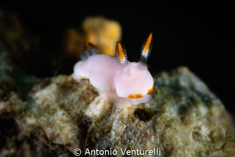 Verconia nivalis nudibranch_March 2025
(CanonRF100,1/200... by Antonio Venturelli 