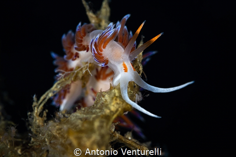 Cratena nudibranchs_August 2025
(CanonRF100,1/200,f11,is... by Antonio Venturelli 