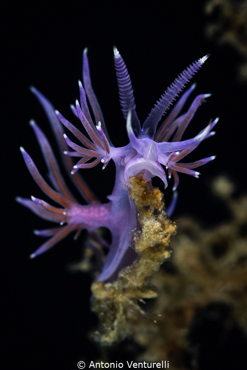 Flabellina affinis_July 2025
(CanonRF100,1/200, f13,iso100) by Antonio Venturelli 