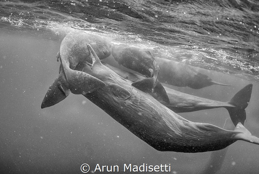 Playtime!!!!
A pod of sperm whales socializing. (taken u... by Arun Madisetti 