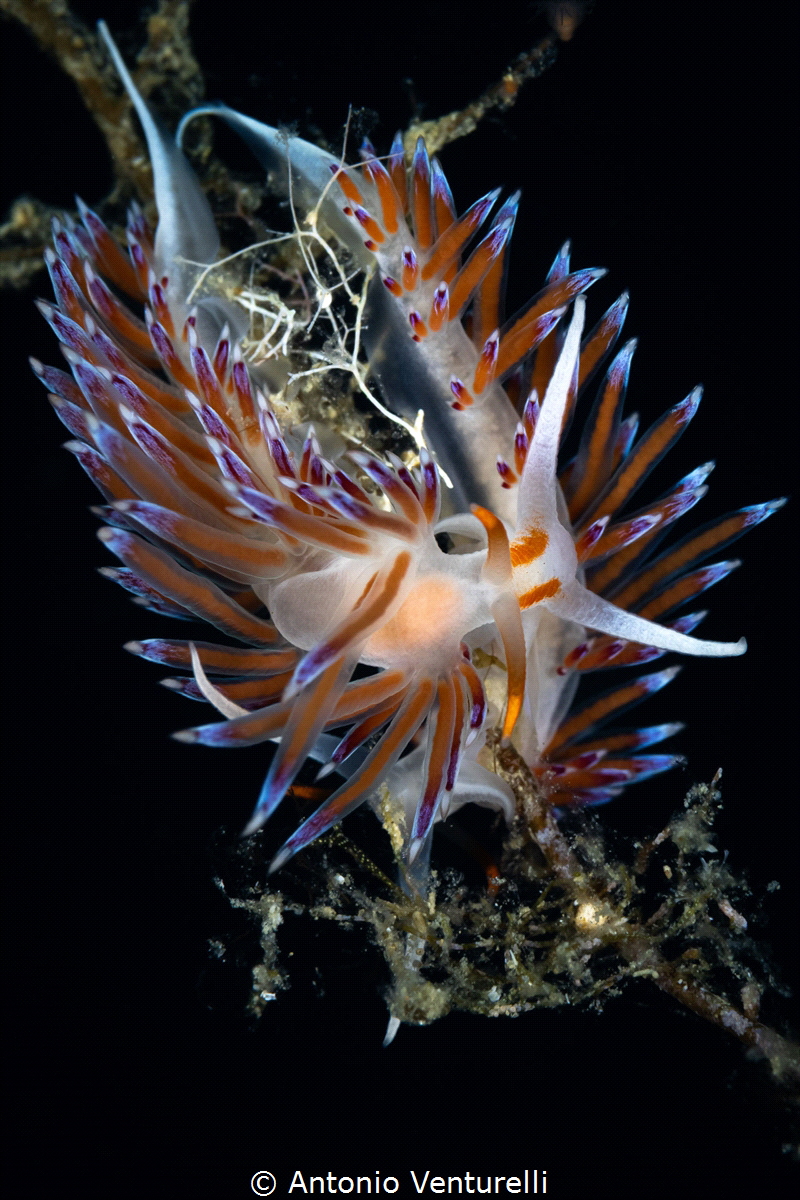 Couple of nudibranchs_July 2025
(CanonRF100,1/200,f13,is... by Antonio Venturelli 