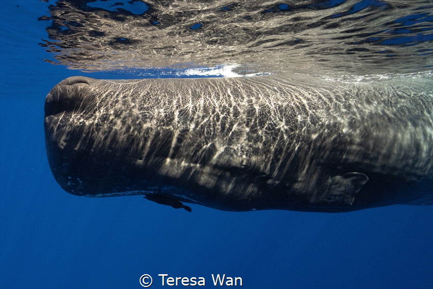 In the calm Mauritian sea, a mother sperm whale glides th... by Teresa Wan 