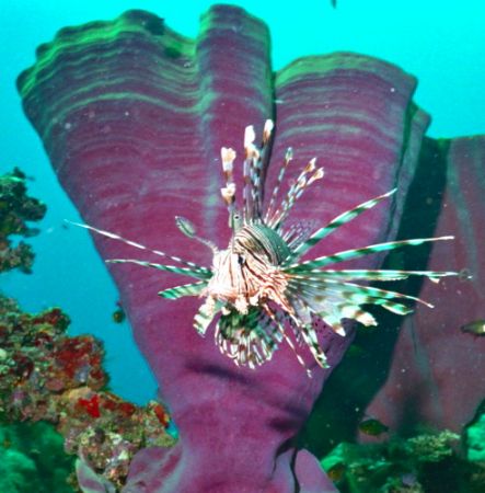 Lion on wreck, Nokonos V 28mm lense.
This lion fish floa... by Marylin Batt 