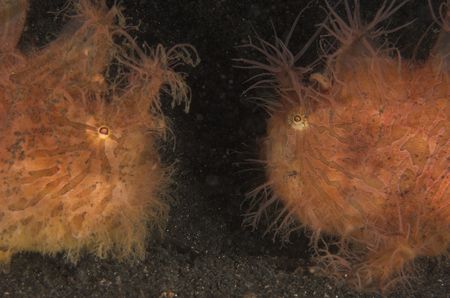 Frogfish faceoff - who ate my fish! Pair of hairy frogfis... by Simon Pickering 