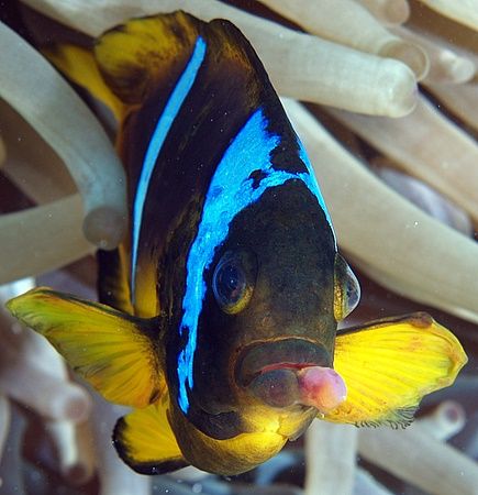 Sick anemonefish, has anybody seen something similiar els... by Nikki Van Veelen 