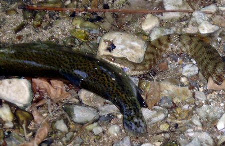 Yep! Believe it! I saw the snake catching the “Pestrofa” ... by Athanasios Arapis 