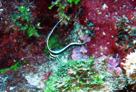Drum seen at Grand Cayman. Photo taken with a Canon Power... by Bonnie Conley 