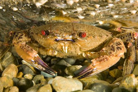 Crab - North Wales, UK - D70s, 60mm, trin strobes. by Paul Maddock 