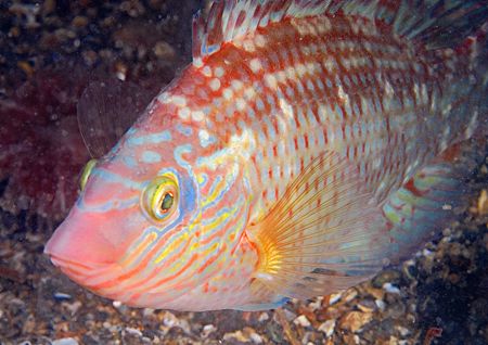 Corkwing wrasse.
Menai Straits - night dive last weekend... by Mark Thomas 