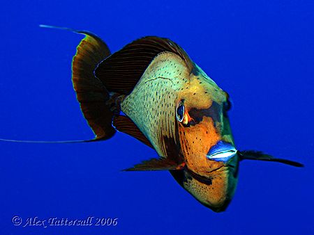 This mohican surgeon fish was out to cause trouble... dam... by Alex Tattersall 