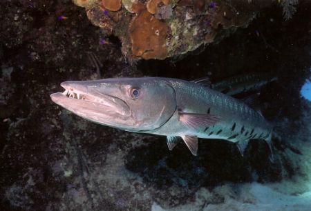 I was doin a dive about 60 feet when I saw this dude with... by Marylin Batt 
