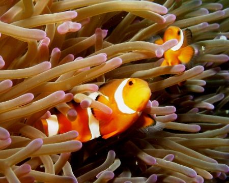 Shot taken at Tulamben, Bali with Canon A620 and Inon D20... by Mohan Thanabalan 