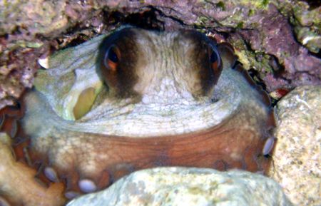 Octapus Vulgaris. Octapus=a living organism with 8 tentac... by Athanasios Arapis 