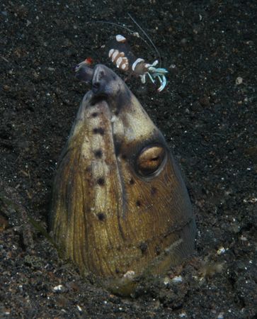 Snake eel with cleaner shrimp on nose - Lembeh 2005 - 18-... by Simon Pickering 