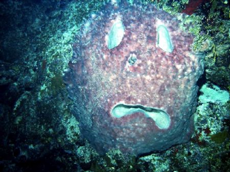 Trick or Treat. This sponge that masquerades as a pumpkin... by Peter Foulds 