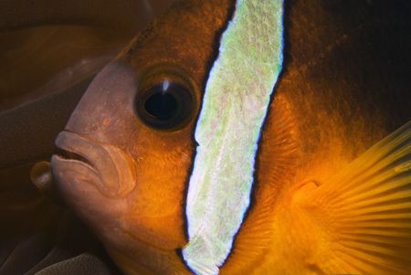 clown anemone fish in anilao,philippines by Parvin Dabas 