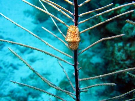 Flamingo Tongue at Grand Cayman taken with a Canon PowerS... by Bonnie Conley 