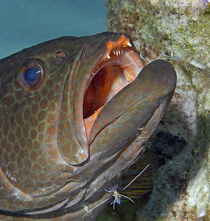 Rock Hind enjoying the free cleaning by Pederson Shrimp. ... by Jim Chambers 