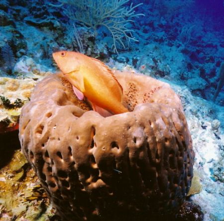 This is my Sponge, Grand Turk, Nikonos 
28mm lense by Marylin Batt 