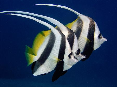 Trio of bannerfish at one of my favourite dive sites. Oly... by Kristin Anderson 