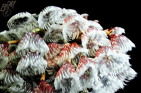 Social Feather Duster Worms swaying gently in the current... by Brian Mayes 