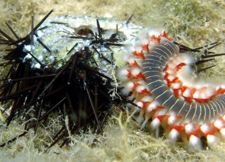 The circle of life at Plataria bay, Igoumenitsa, Greece by Athanasios Arapis 