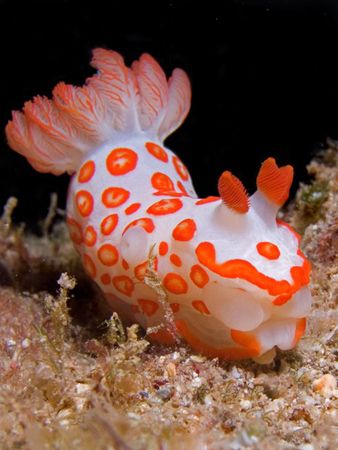 Gymnodoris rubropapulosa, or more affectionately Clown Nu... by Kristin Anderson 
